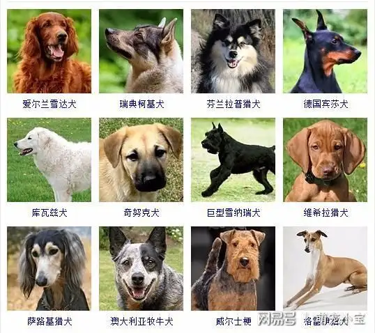 小型犬分类(小型犬分类大全)