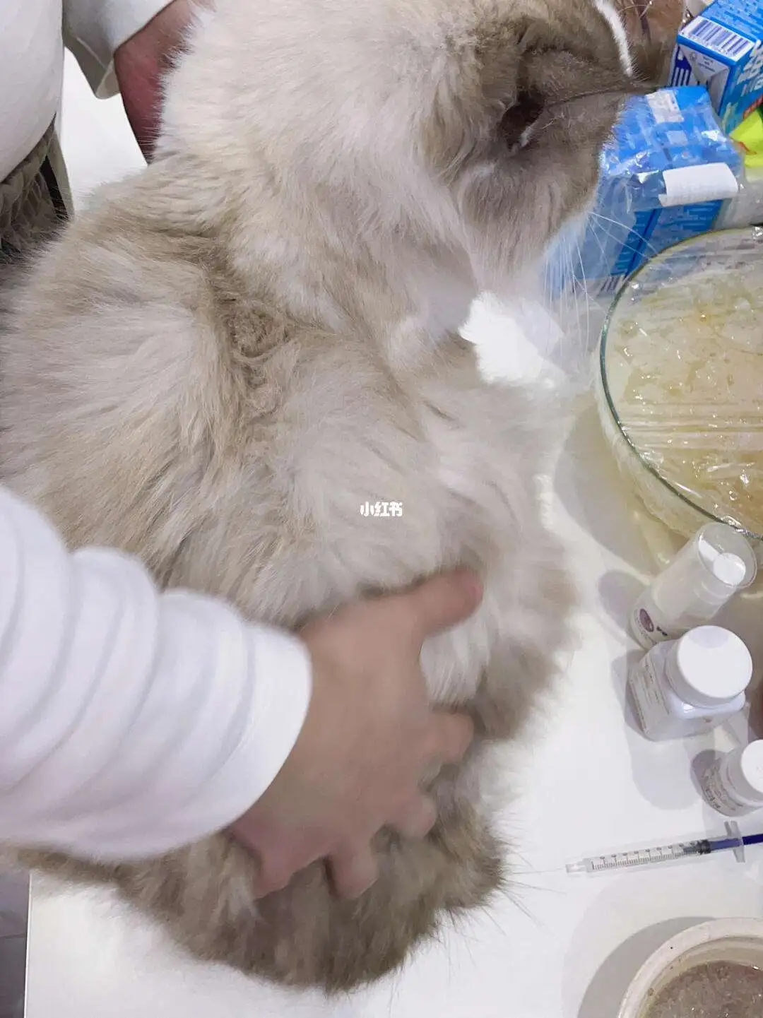 猫湿性传腹的症状(湿性猫传腹会拉稀吗)