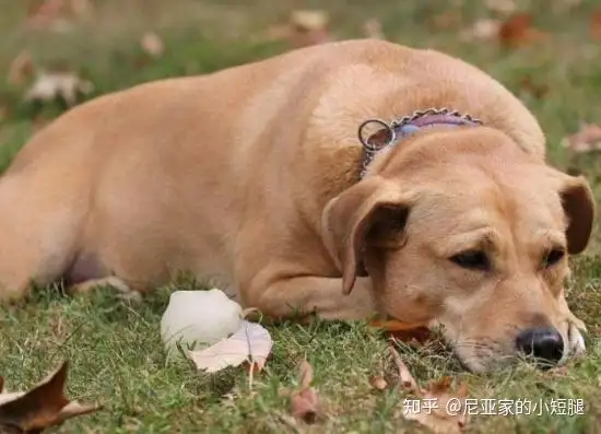 金毛犬吐黄水吃什么药(金毛犬吐黄水吃什么药最好)