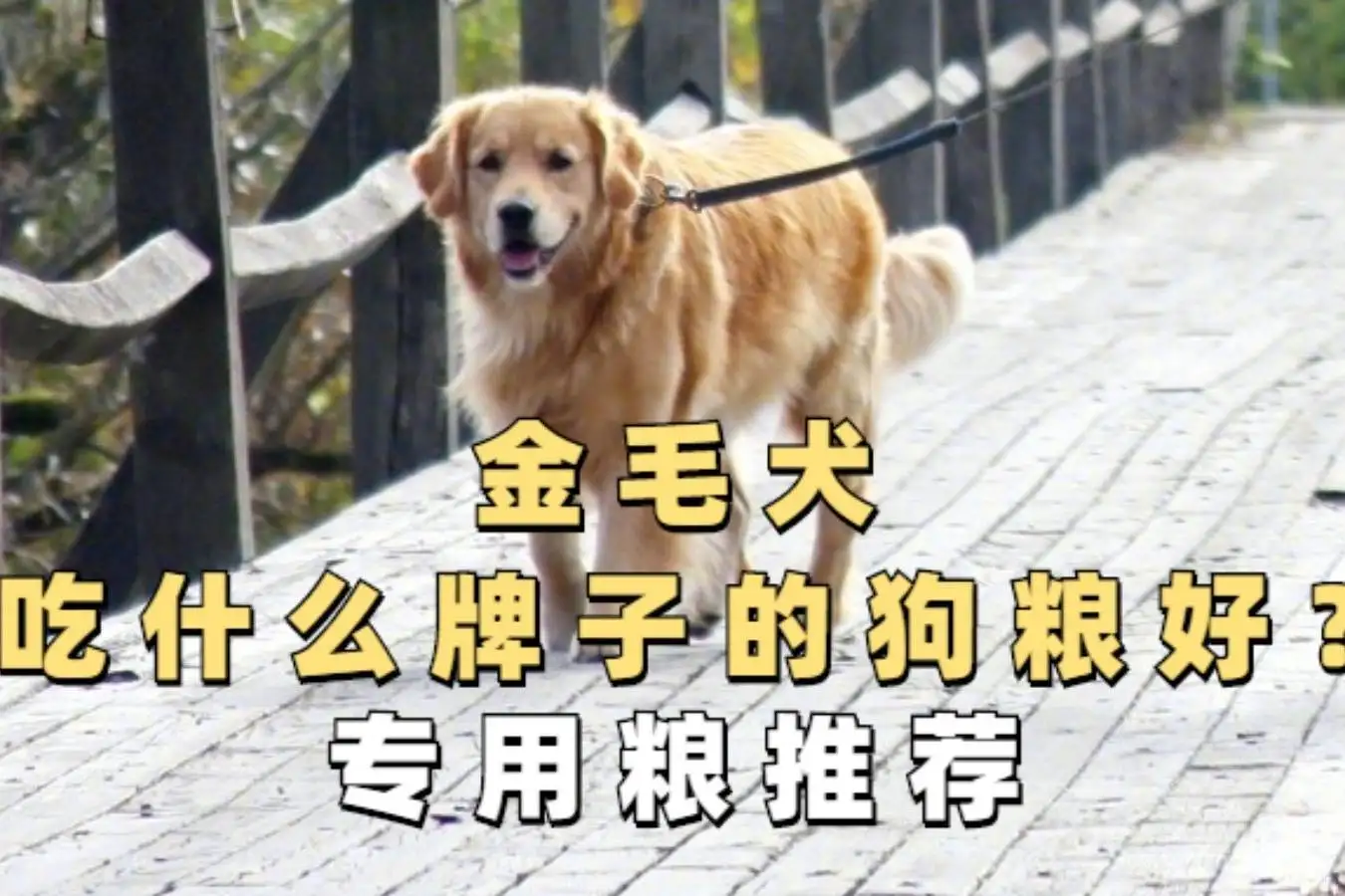 两个月金毛吃什么狗粮好(3个月金毛一顿喂多少狗粮)