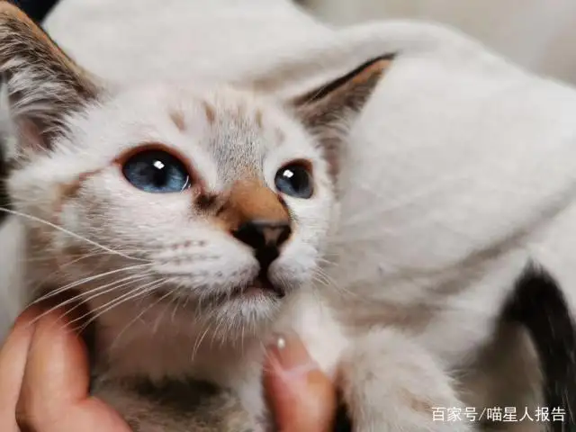 猫眼睛两个颜色是什么品种(猫眼睛两个颜色是什么品种图片)