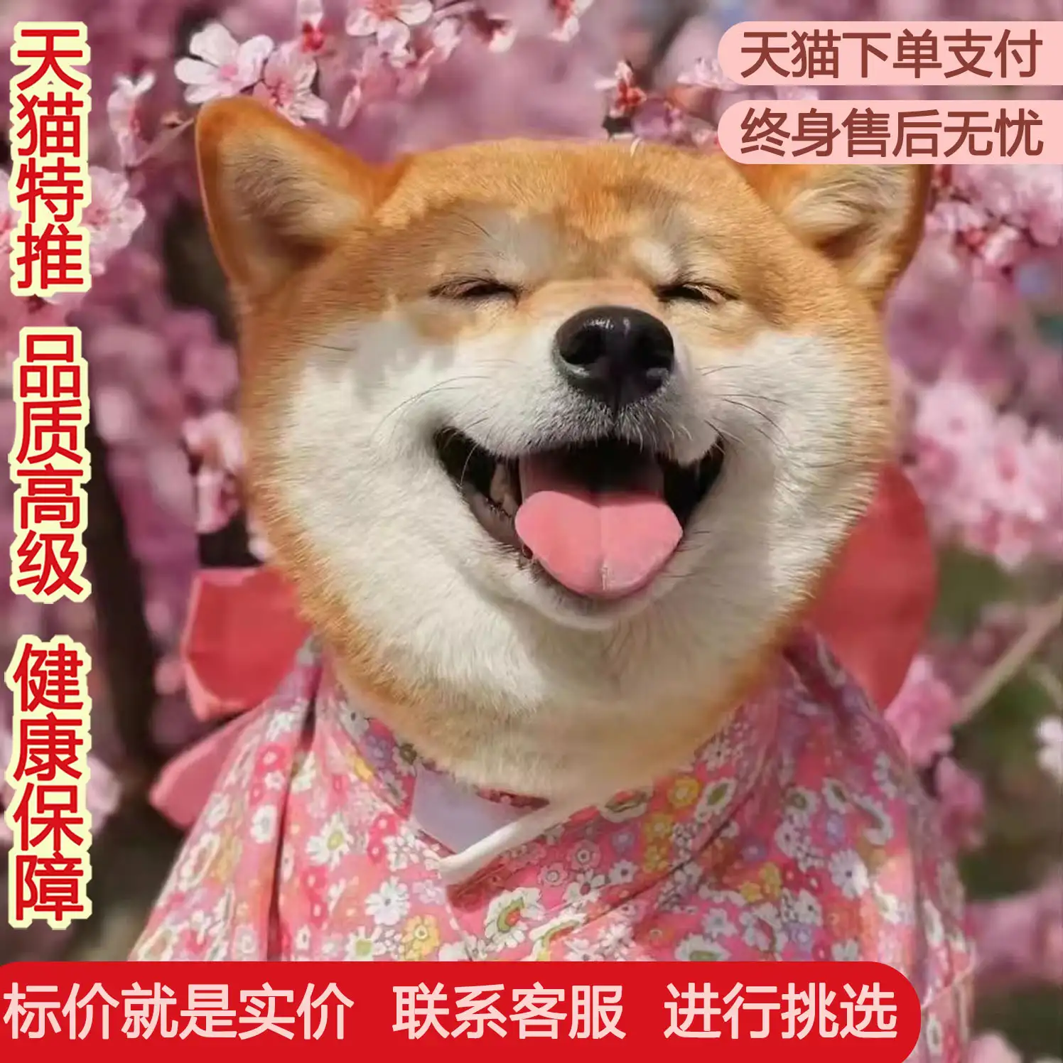 柴犬和秋田犬的区别(柴犬和秋田犬的区别图片对比)