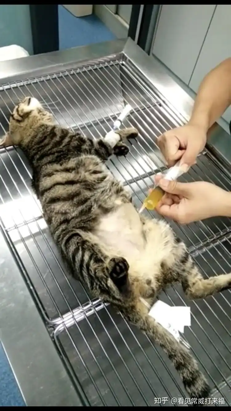 猫湿性传腹的症状(湿性猫传腹会拉稀吗)