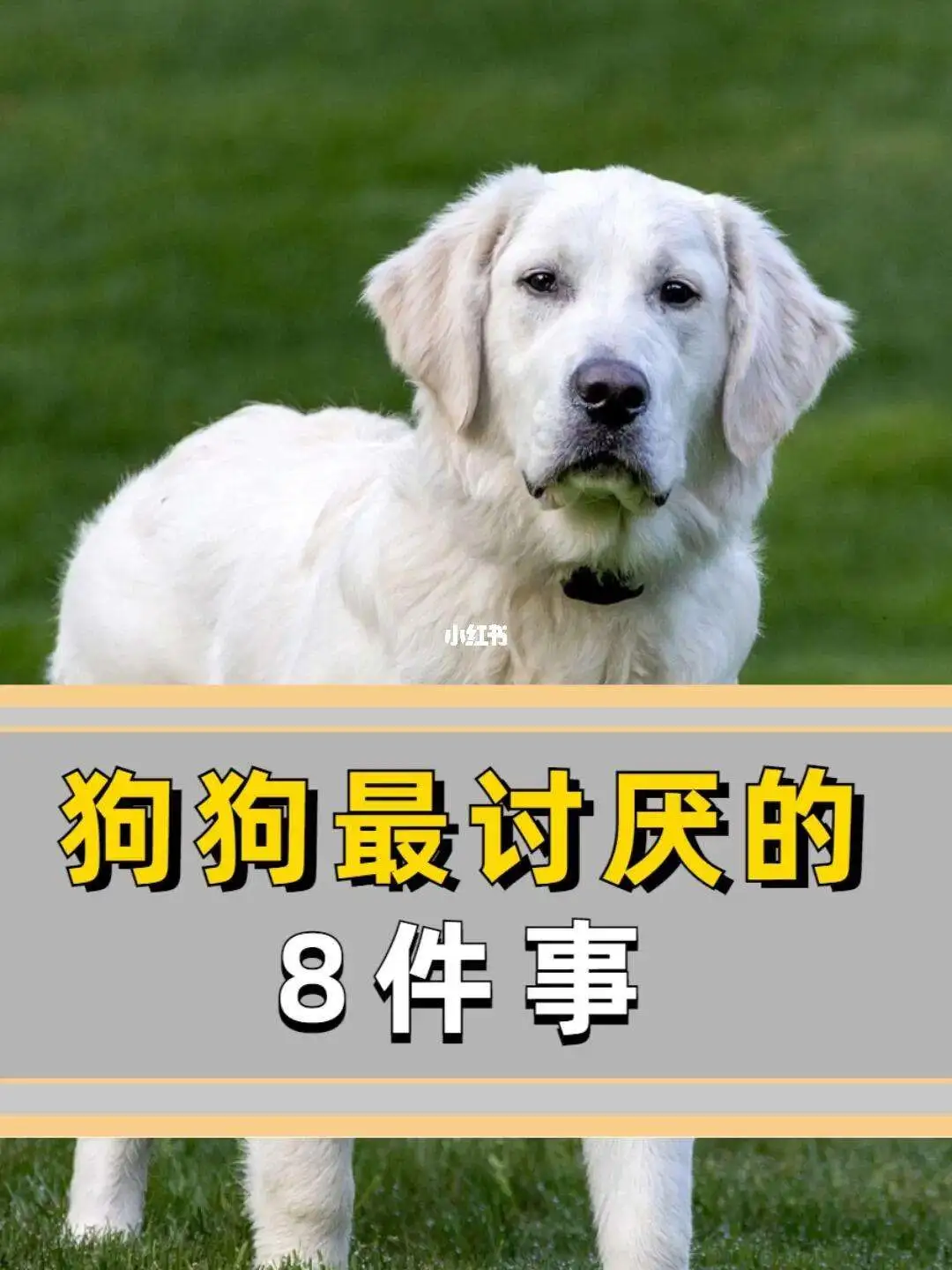 狗狗最讨厌什么气味儿(狗狗最讨厌什么气味儿的味道)