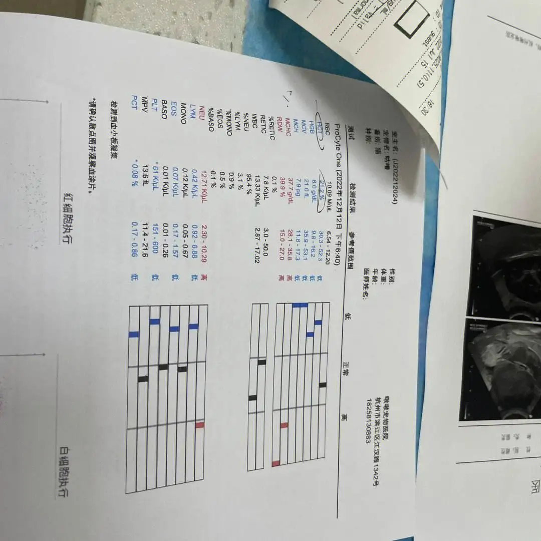 猫咪传腹生化指标(猫传腹生化检查包含哪些项目)