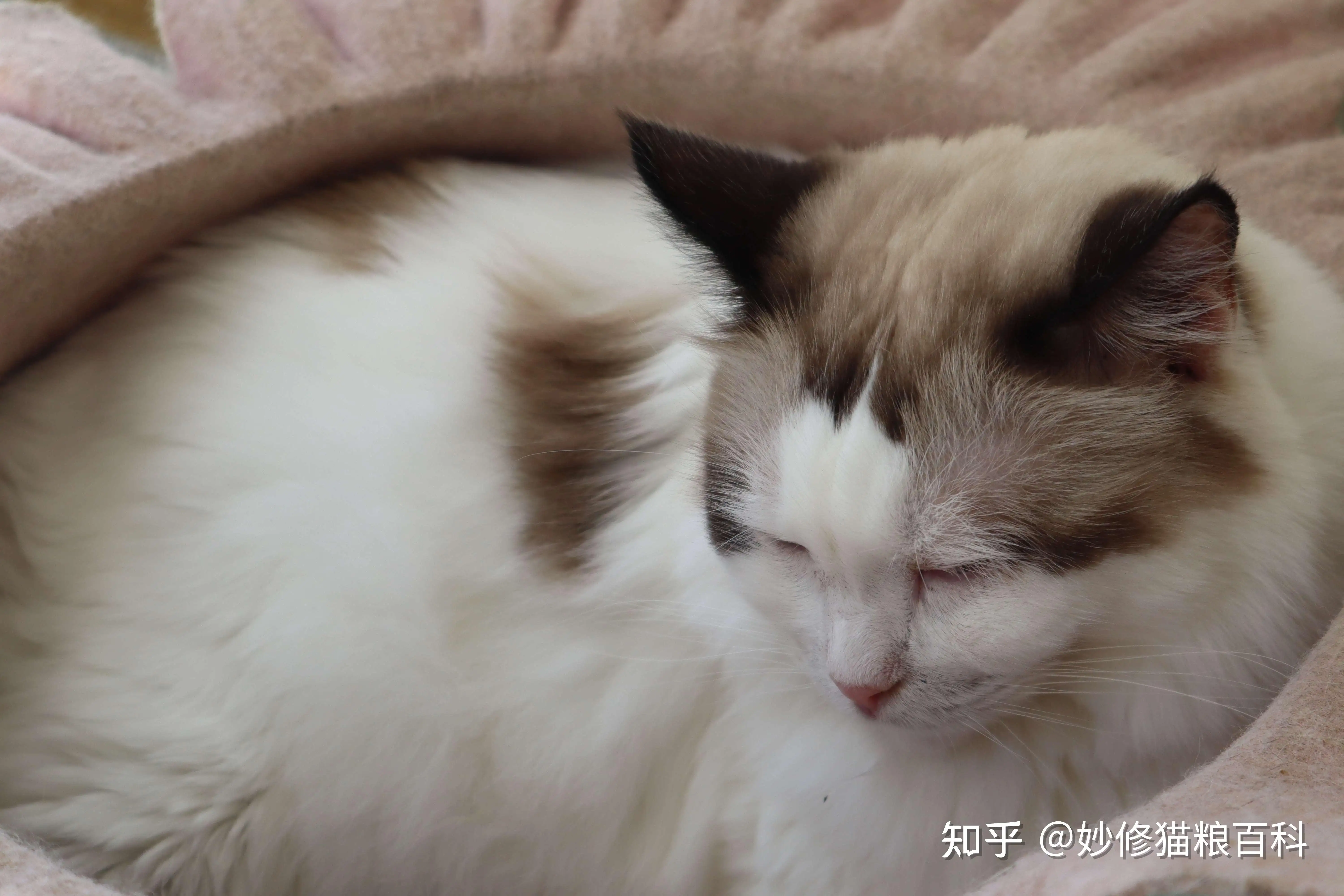 猫咪在什么情况下会发出咕噜的声音(猫咪在什么情况下会发出咕噜的声音和叫声)