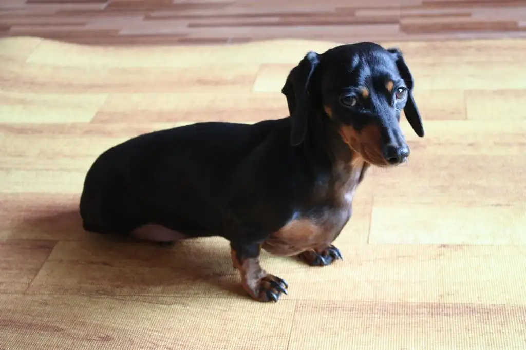 黑色的短毛小型犬(黑色短毛小型犬立耳朵)