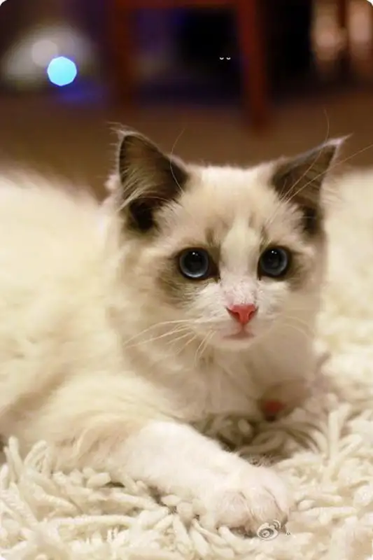 什么品种的猫(什么品种的猫最温顺)