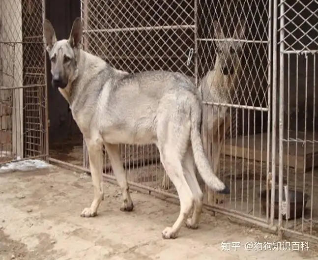 包含青狼犬和土狗杂交犬长什么样子的词条