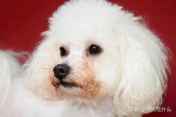 比熊狗能吃吗(比熊犬可以吃吗)