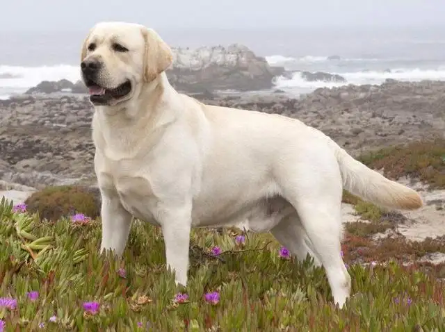 最贵的犬是什么犬多少钱一只(最贵的犬是什么犬多少钱一只啊)