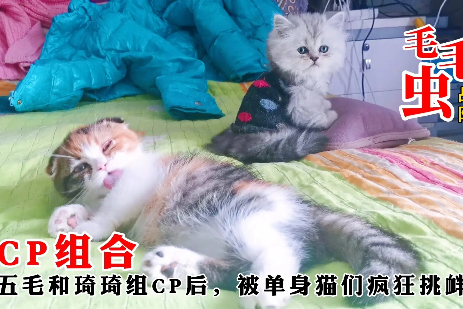 公猫欺负母猫(母猫没看上公猫表现)