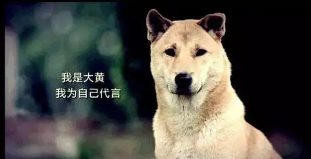 赞美中华田园犬(赞美中华田园犬的作文)