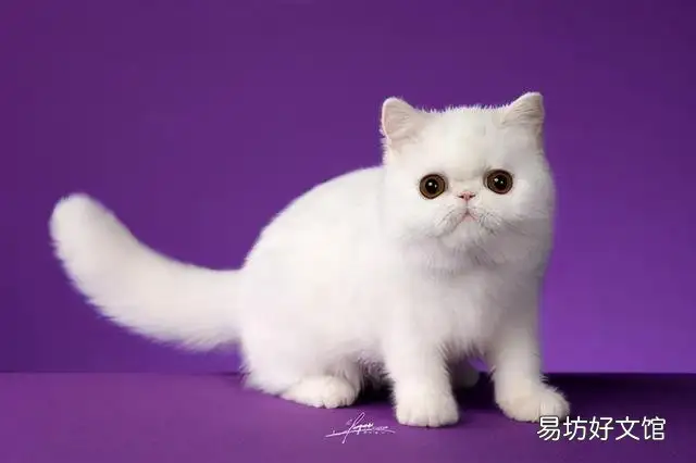 宠物猫咪品种大全排行(宠物猫咪品种大全排行图片)