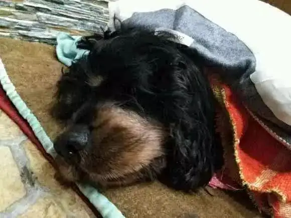 狗狗临死前的状态(狗狗临死前的状态视频)