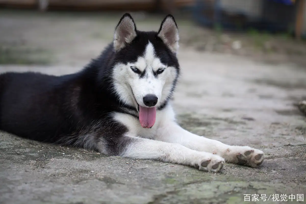 哈士奇是阿拉斯加犬么(哈士奇属于阿拉斯加犬吗?)