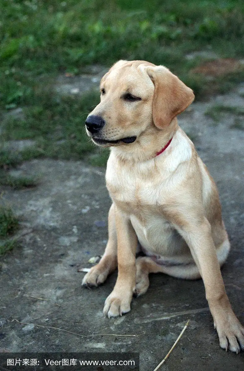 拉布拉多什么犬种(拉布拉多什么品种好)