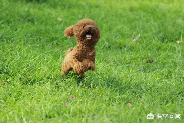 幼犬多大可以带出去遛弯(幼犬多大可以带出去遛弯玩)