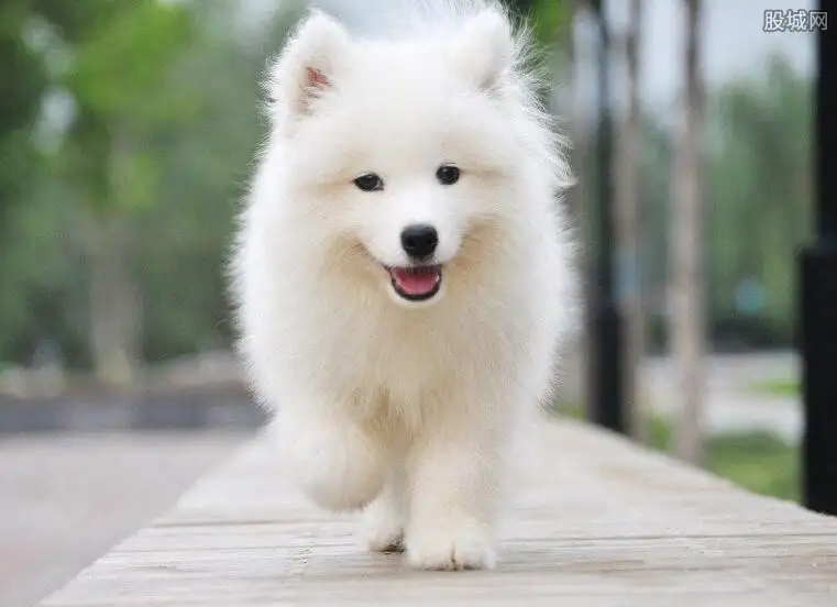 贵宾萨摩耶犬狗多少钱(贵宾萨摩耶犬狗多少钱一只)