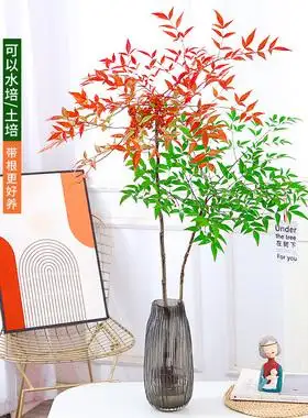 南天竹水培可以活多久(南天竹的水培养殖方法和注意事项怎么养)