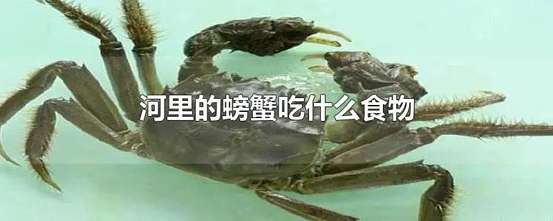 活螃蟹吃什么食物(活螃蟹吃什么食物最好)