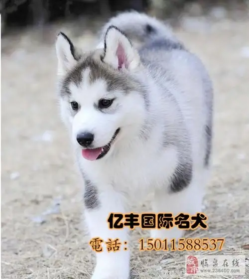 哈士奇价格在多少钱一只(哈士奇价格多少钱一只幼犬)