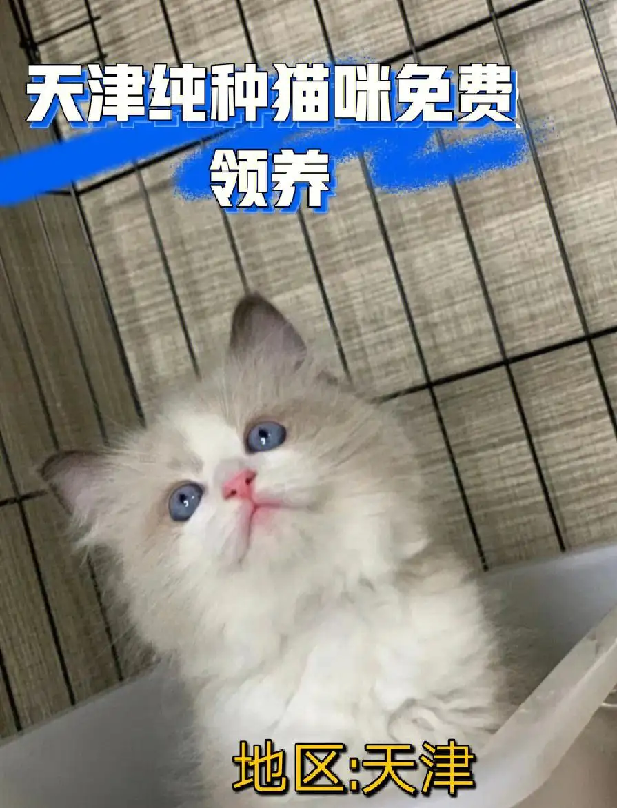 布偶猫幼崽市价(布偶猫幼崽市场价)