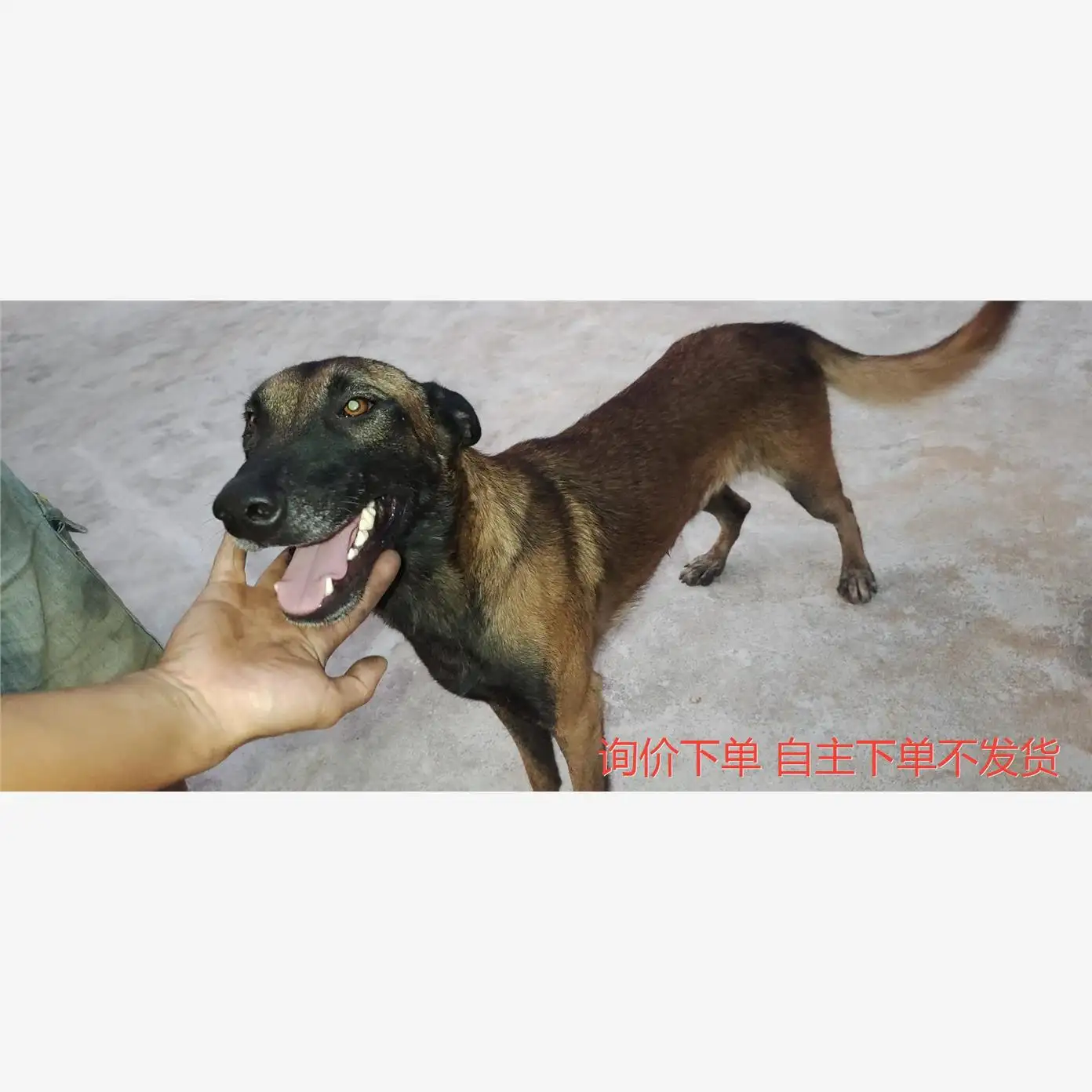 公狗多大可以配(公土狗几个月可以配对)