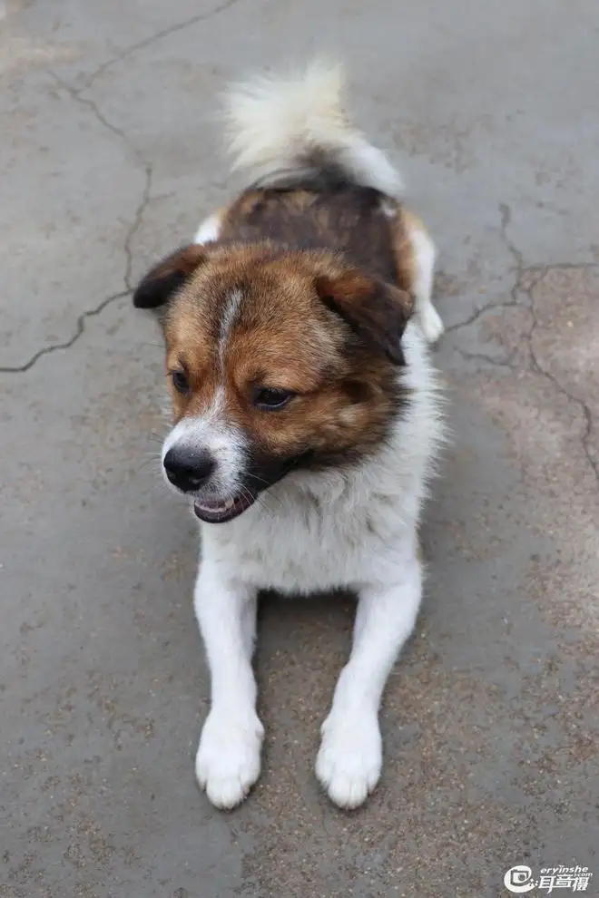 中华田园犬最容易和哪种小型犬交配(中华田园犬最容易和哪种小型犬交配呢)