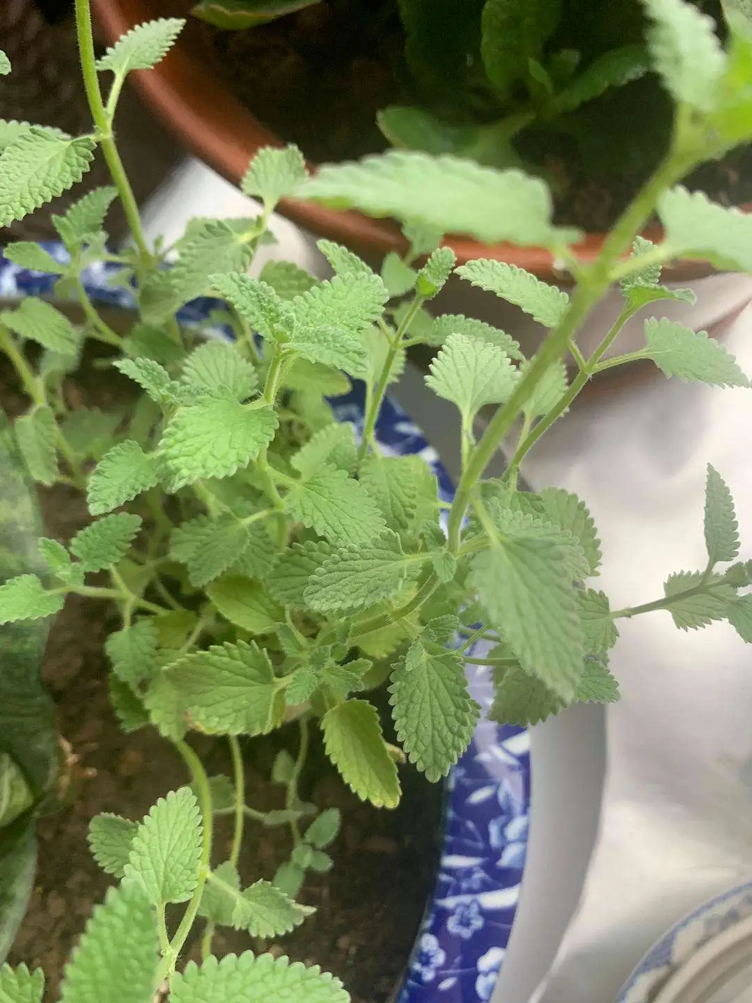 猫薄荷有什么用(猫薄荷有什么用途)