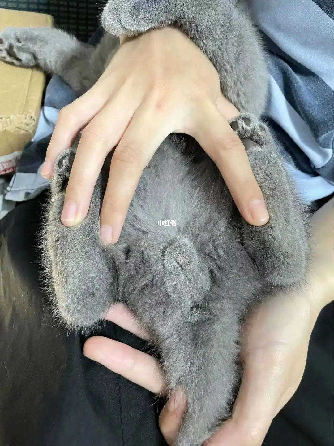 公猫守家还是母猫守家(家养公猫和母猫有什么风水讲究)