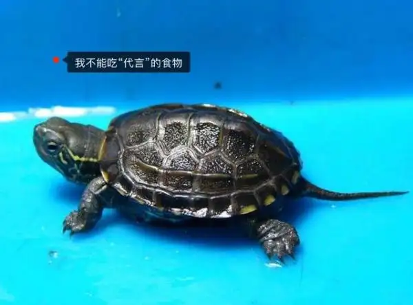 龟可以吃什么食物(龟吃什么食物长得快)