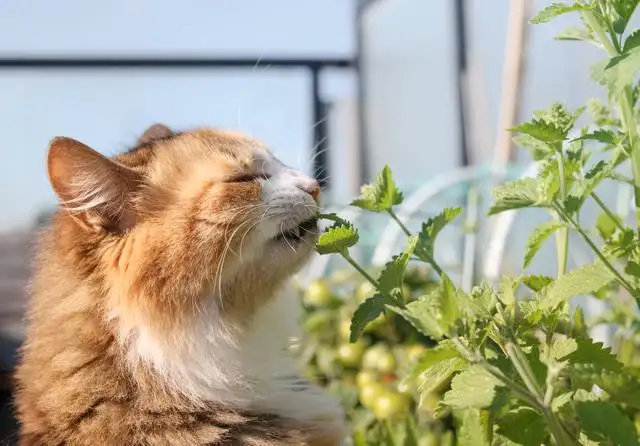 薄荷对猫(薄荷对猫狗有毒吗)