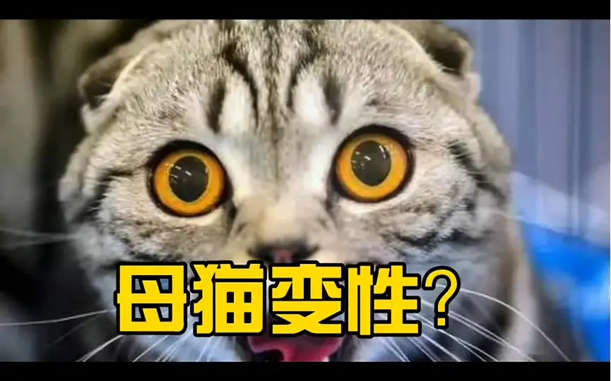 母猫还是公猫好养(母猫更好还是公猫更好)