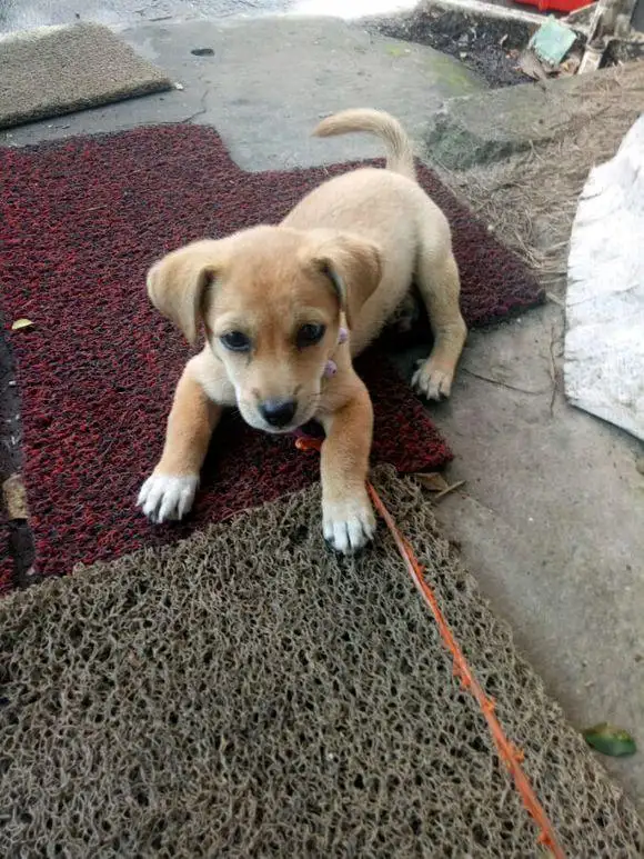 中华田园犬最容易和哪种小型犬交配(中华田园犬最容易和哪种小型犬交配呢)