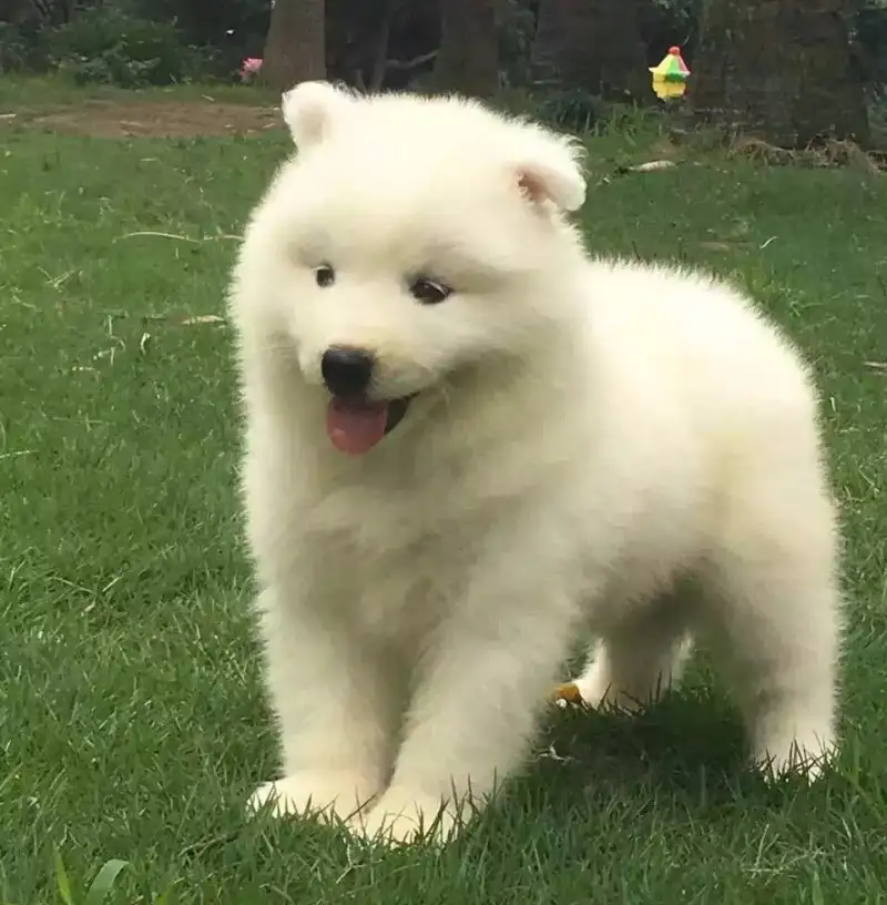 贵宾萨摩耶犬狗多少钱(贵宾萨摩耶犬狗多少钱一只)