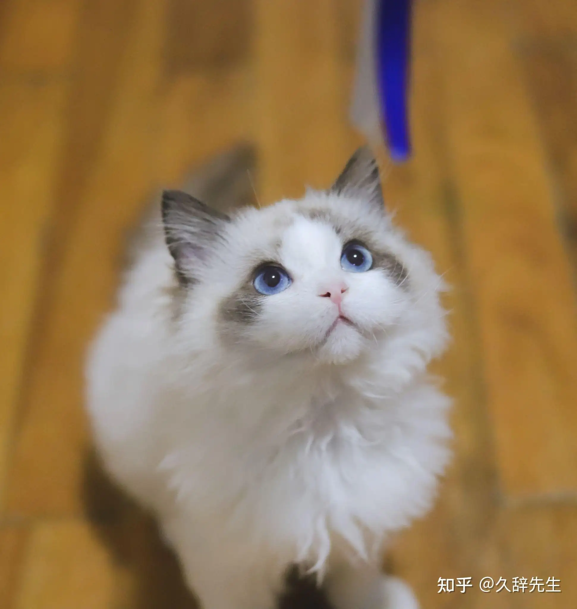 500元布偶猫(布偶猫五百块钱真的假的?)
