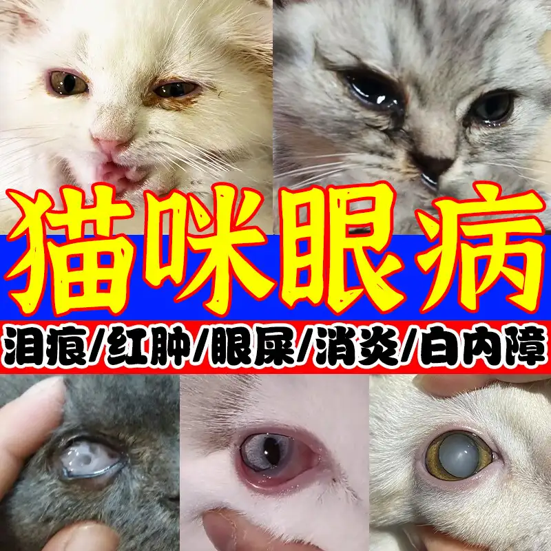 猫的眼睛老是流眼泪是什么病(猫的眼睛老是流眼泪是怎么回事)