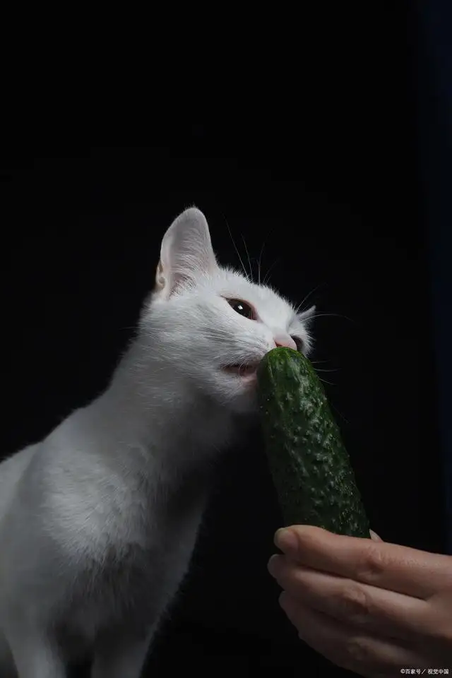 猫为啥怕黄瓜(猫猫为什么会怕黄瓜)
