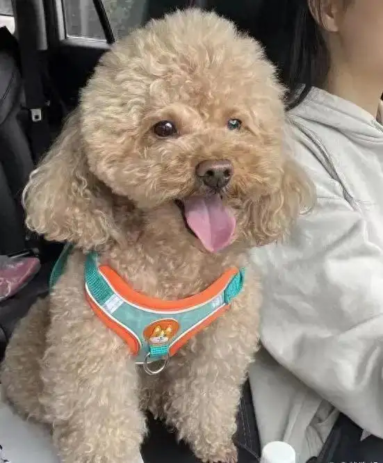 比泰迪(比泰迪大的狗狗是什么品种)