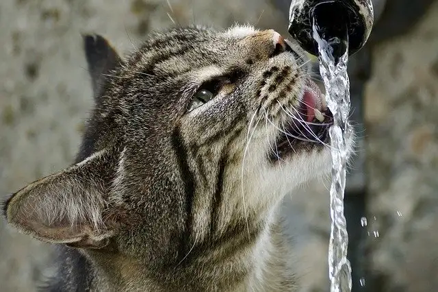 猫咪流汗(猫咪流汗表情)