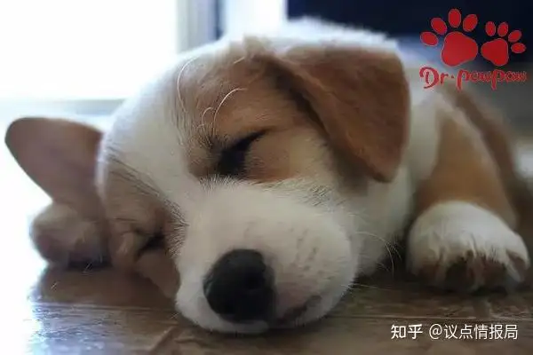 狗狗发烧什么引起的(狗狗发烧什么引起的呢)
