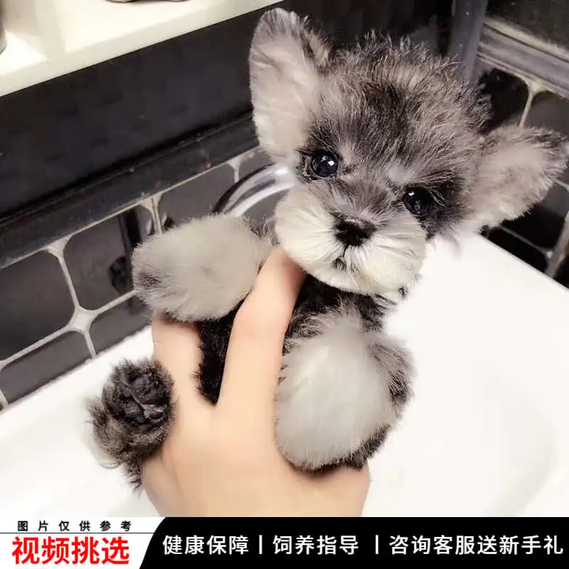 公狗多大可以配(公土狗几个月可以配对)