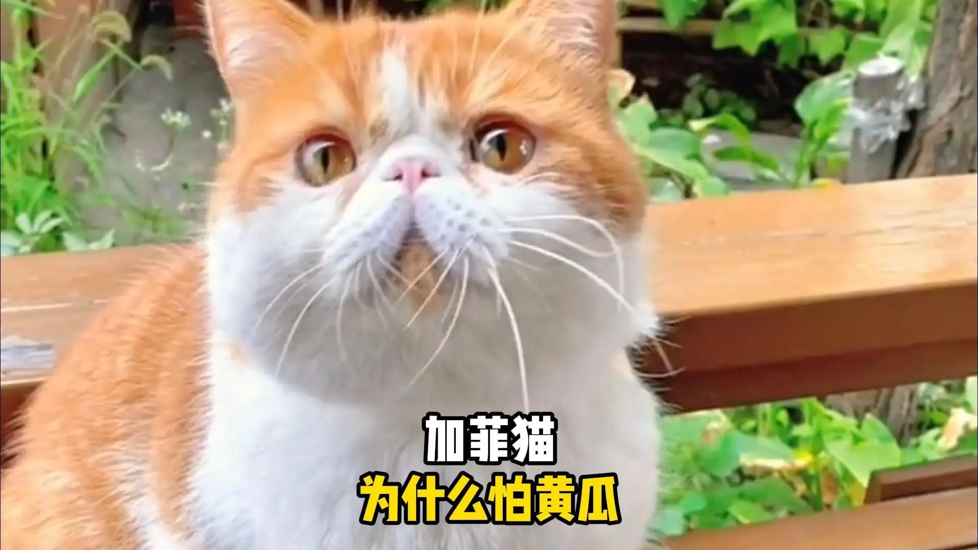 猫为啥怕黄瓜(猫猫为什么会怕黄瓜)