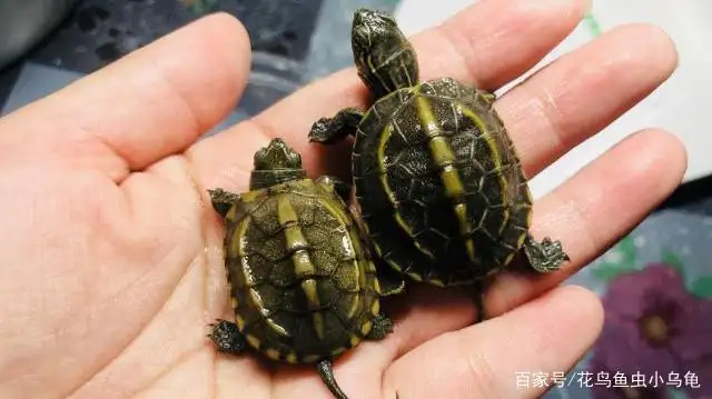 幼年巴西龟吃什么食物最好(幼年巴西龟吃什么食物最好养活)