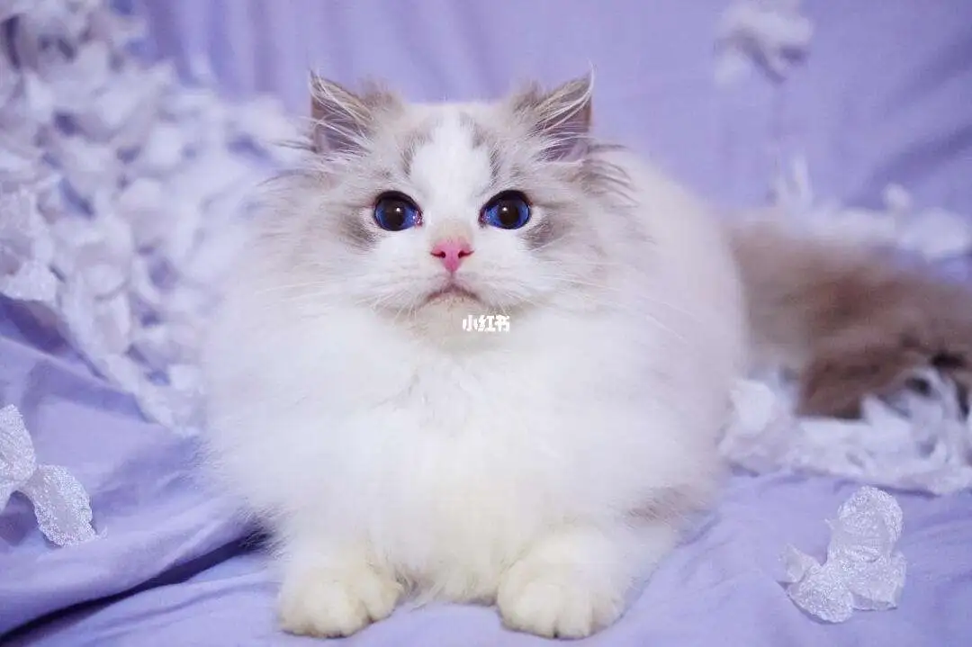 蓝山布偶猫多少钱(蓝山布偶猫多少钱一只)