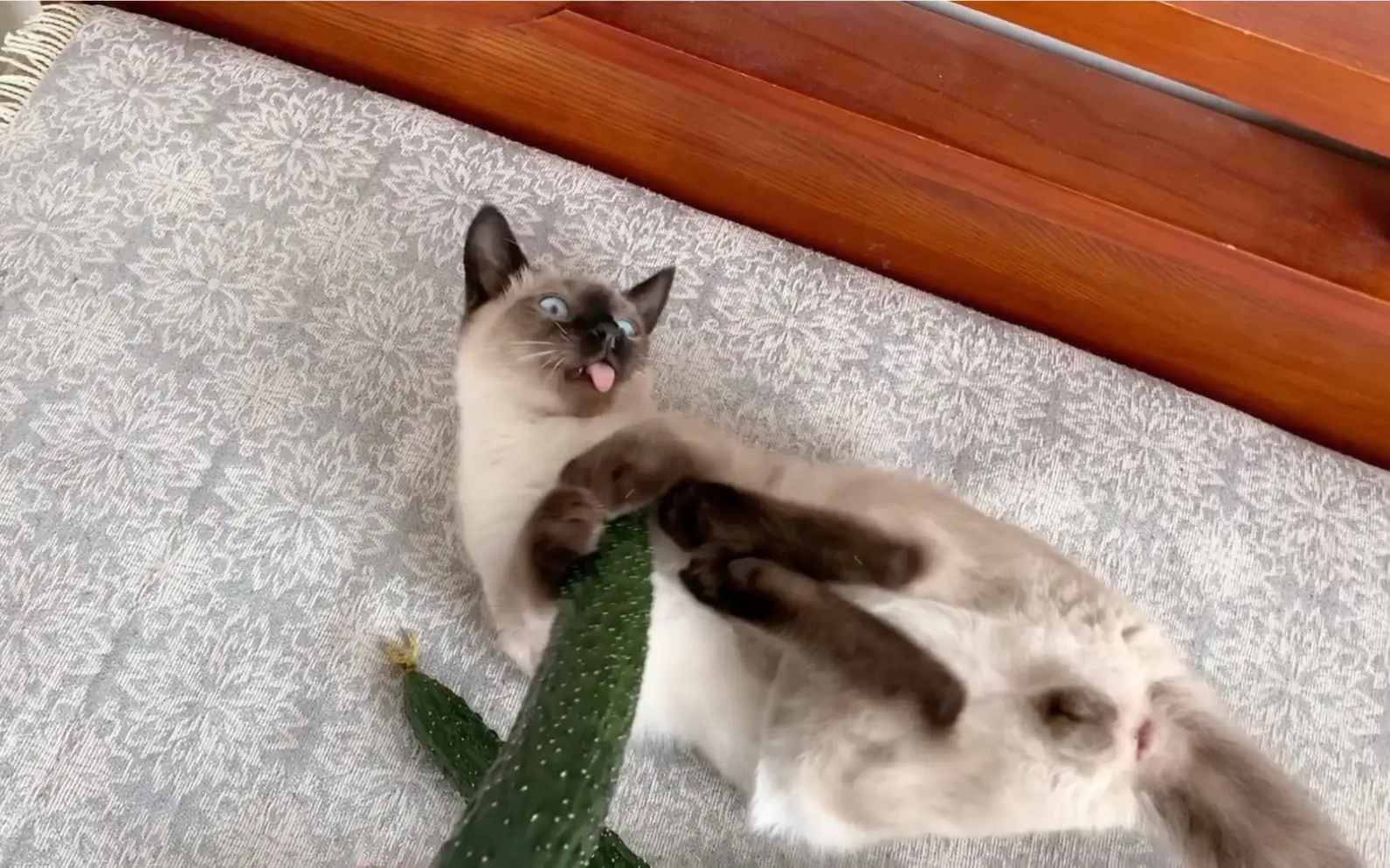为啥猫会那么害怕黄瓜呢?(为啥猫会那么害怕黄瓜呢视频)
