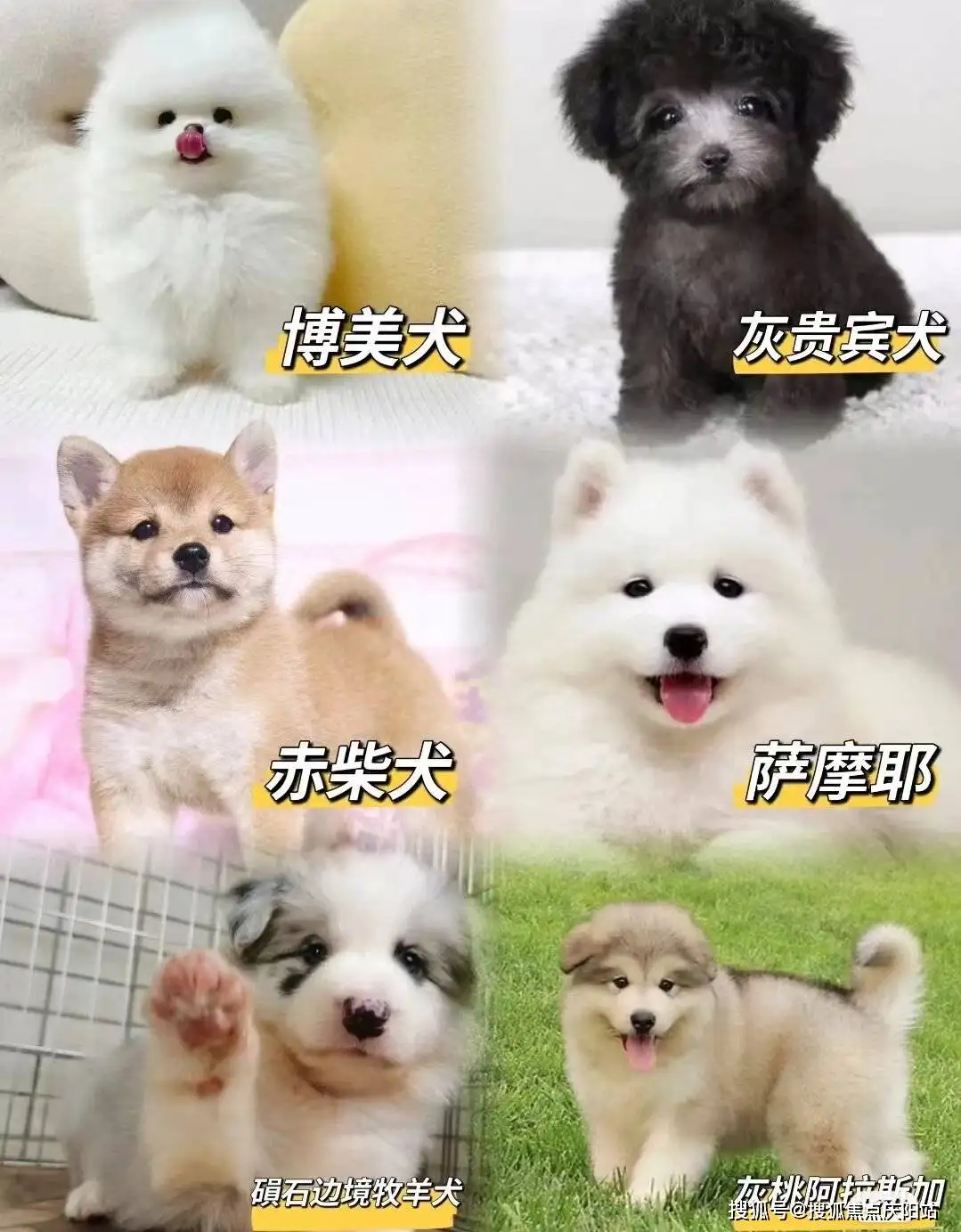 哪里拉布拉多犬好(全国最好的拉布拉多犬舍)