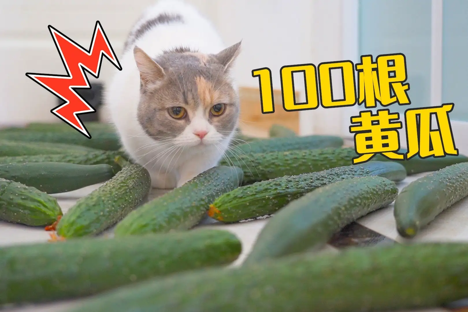 为啥猫会那么害怕黄瓜呢?(为啥猫会那么害怕黄瓜呢视频)