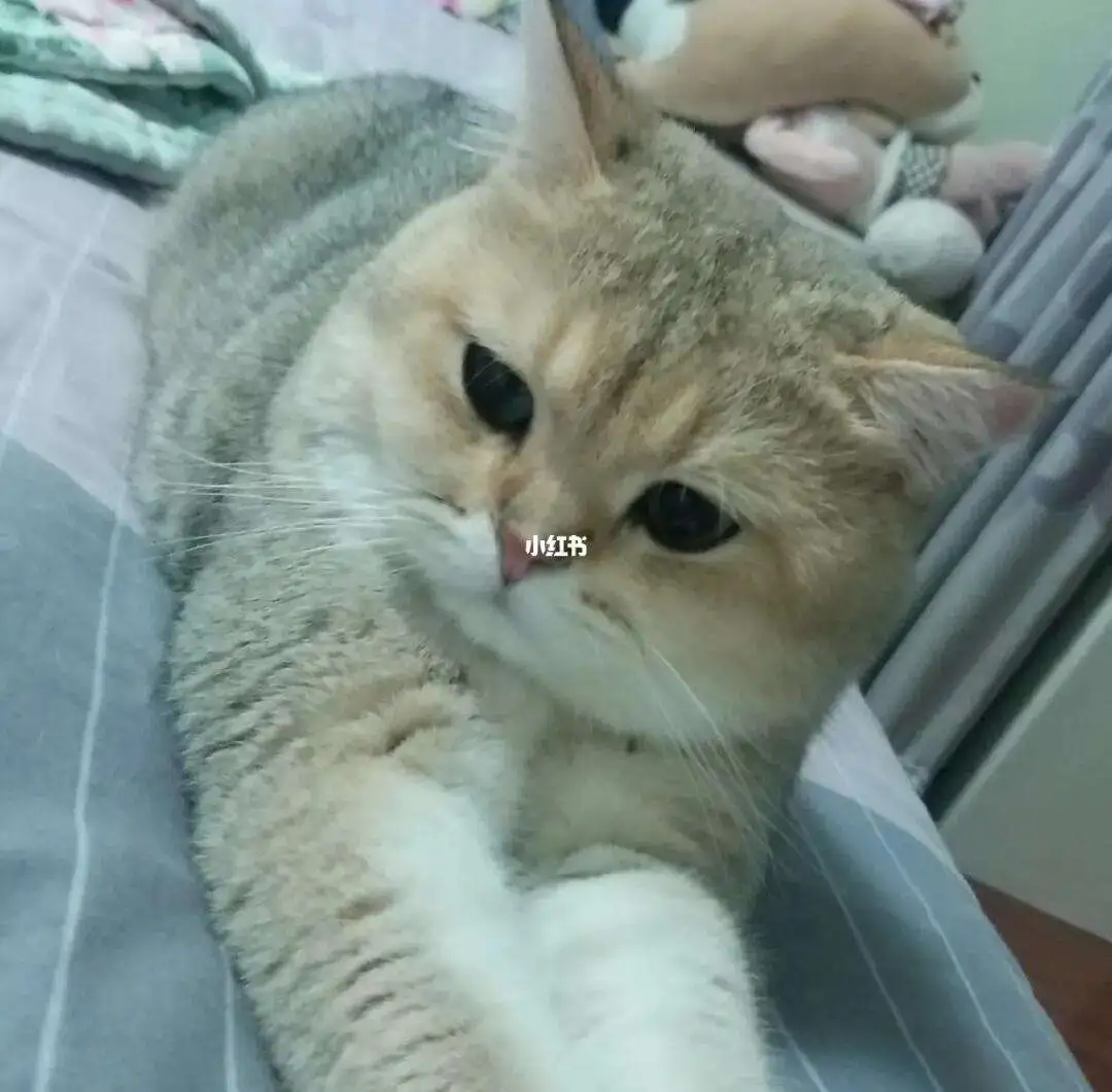 猫流汗(猫流汗无语表情包)